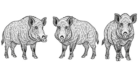 Fototapeta premium Detailed engraving of three wild boars in black and white