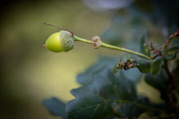 Obraz premium Green Acorn on an oak tree
