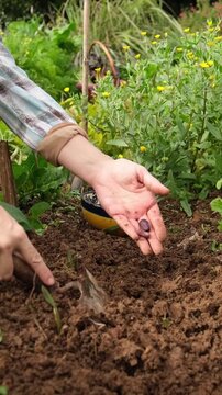 Close-up of a gardener's hands using a trowel to dig a hole and sow seeds in the rich, dark earth of a vegetable garden