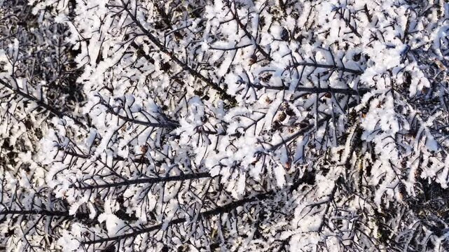 Close-up winter background of tree branches covered in fresh snow and frost, detailed icy texture pattern for seasonal design and cold weather concepts.