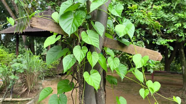 A close-up view of the Tinospora crispa plant, known as Patawali. This bitter climbing vine is a staple in traditional herbal medicine for its therapeutic properties.