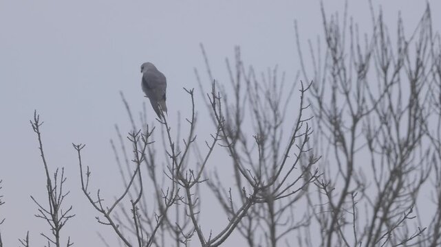 Animals black winged kite perching on a tree in a fog day