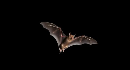 Fototapeta premium Bat in flight against black background wildlife animal illustration