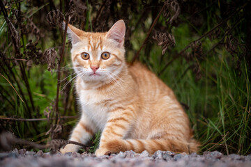 Obraz premium Red sweet kitten on a farm