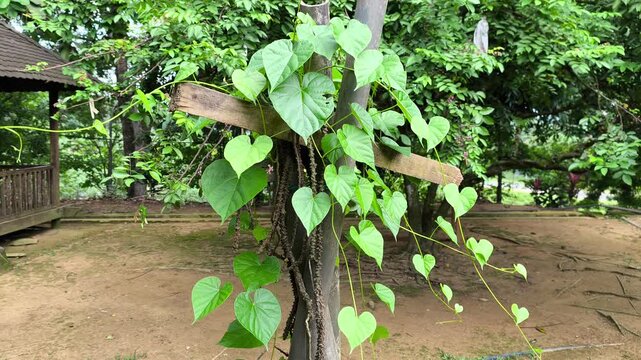 A close-up view of the Tinospora crispa plant, known as Patawali. This bitter climbing vine is a staple in traditional herbal medicine for its therapeutic properties.