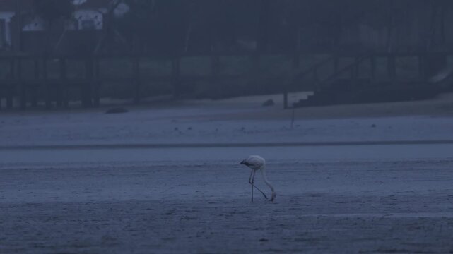 Flamingos feeding during the low tide filtering the mud