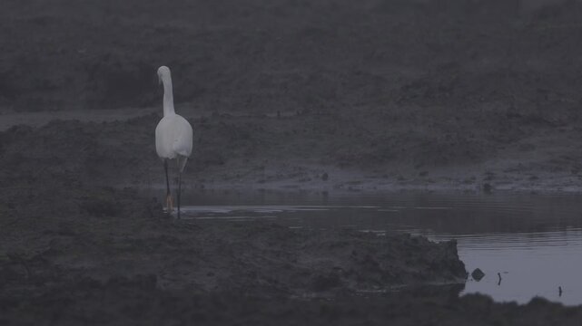 White heron hunting on a wetland