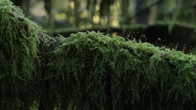 Moss covering the tree branches on old growth forest slider moving right. Macro lens.