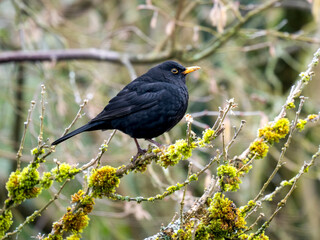Obraz premium Amsel, Schwarzdrossel, Turdus merula