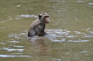Macaco at Angor Thom lake Cambodia