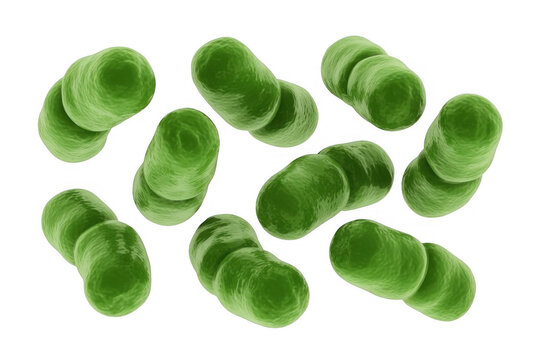 Green bacteria cells microorganisms microscopic isolated on a transparent background