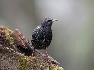 Star, Sturnus vulgaris