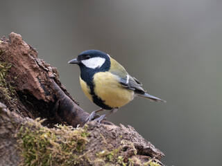 Fototapeta premium Kohlmeise, Parus major