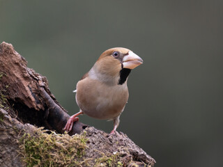 Obraz premium Kernbeißer, Hawfinch, Coccothraustes coccothraustes