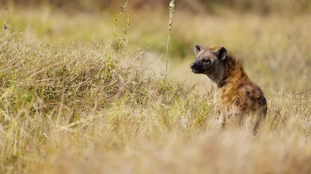 Hyena walking in high grass in African savannah