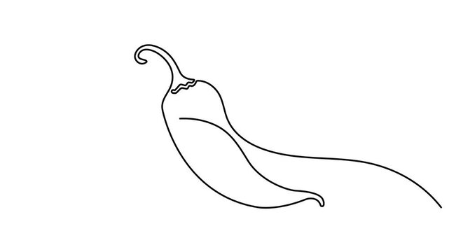 Animation of one line drawing of chili pepper. Hot spice chili. Continuous one single line drawing of hot chili vector design illustration. footage of paprika, 4K,  Full length 4k animation video