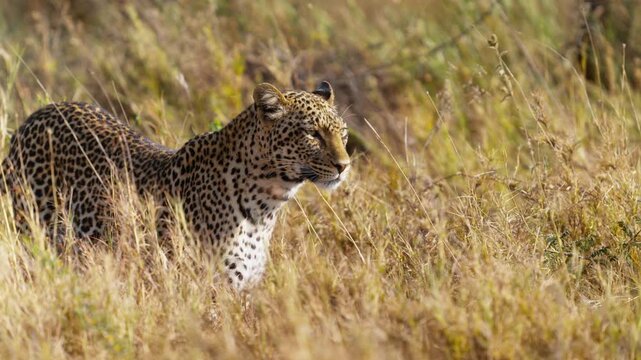 A beautiful leopard walking in high grass in African savannah