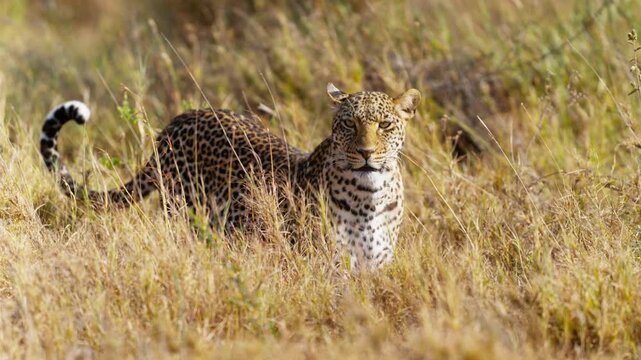 A beautiful leopard walking in high grass in African savannah