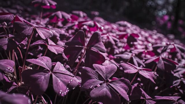 Purple Clover Plants with Dew Drops in Natural Sunlight