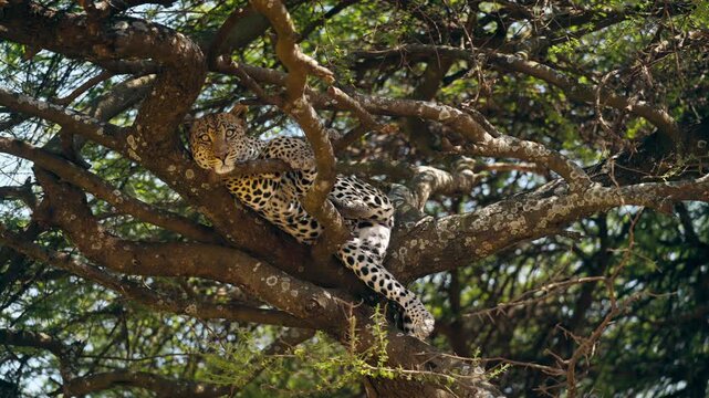 A beautiful leopard resting on a tree in African wilderness
