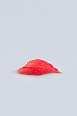 Red Leaf in the Snow