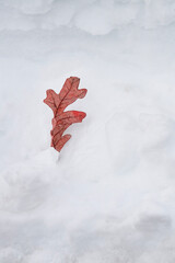 Leaf of an Oak Tree Rests in a Snow Bank