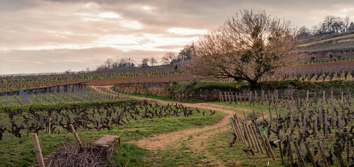Spring vineyard path with workers in Beaune, Burgundy
