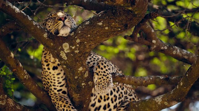 A beautiful leopard resting on a tree in African wilderness