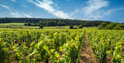 Summer vineyards in Gevrey-Chambertin, Burgundy