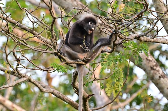 A monkey eating tree buds and showing a delicious expression