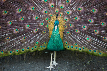 Obraz premium Peacock Displays Vibrant Feathers in Natural Habitat During Daytime