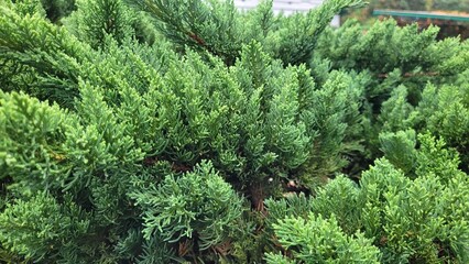 Dense evergreen plant texture background