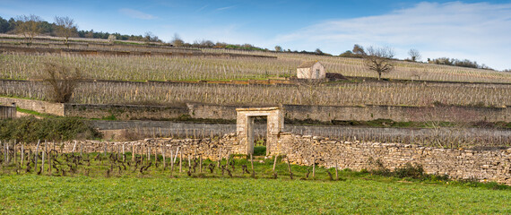 Burgundy vineyard enclosed by stone walls, Beaune, France