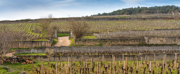 Historic walled vineyard in Burgundy, Beaune wine region