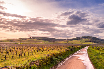 Cycling path through Burgundy vineyards with runner at sunset