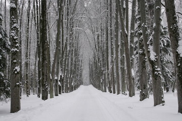 Fototapeta premium A winter forest fairytale. A beautiful alley. Lots of snow on the branches and needles. Tree trunks and bushes. January. Frost.