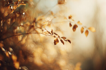 Fototapeta premium Soft-focus autumn bokeh background with warm amber and golden tones, subtle leaf silhouettes creating depth, dreamy seasonal atmosphere suitable for holiday designs