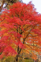 日本の秋の赤く染まった美しい紅葉