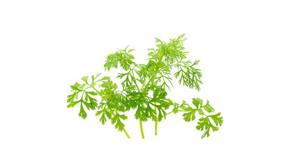 Obraz premium Vibrant fresh leaves of coriander (Coriandrum sativum) for making salads isolated on white background