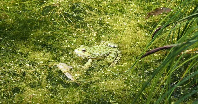 (Pelophylax ridibundus) Green marsh frog with greenish-yellow dorsal line and round dark spots on the back, basking in a grassy border of a small pond 