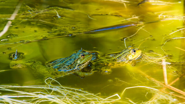 Pelophylax ridibundus - Marsh frogs in amplexus between male and female suspended on the surface of the water of a pond during the breeding season in spring and summer

