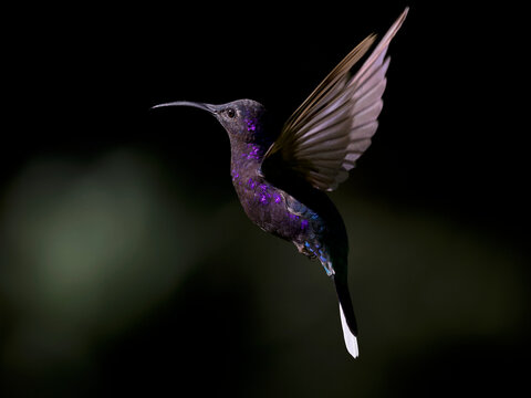 Violet Sabrewing hummingbird in mid-air flight against a dark background