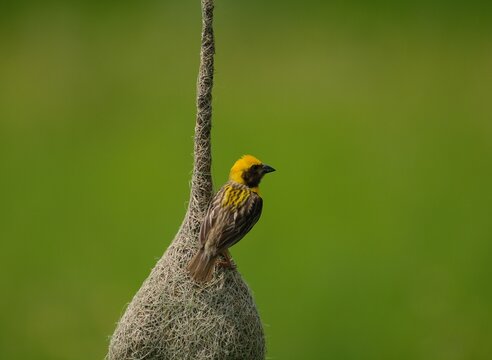 Baya weaver Bird on the nest