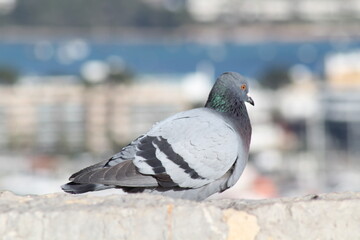 Obraz premium Pigeon own a wall