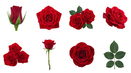 Obraz premium Romantic Red Rose Floral Graphic Set with Bud Bloom Stem Leaf Petal Isolated Photography Elements