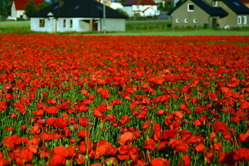 Red Poppy Field in Bloom with Rural Houses in Background © Kazior