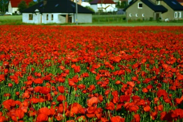 Fototapeten Mohnblumen Red Poppy Field in Bloom with Rural Houses in Background  © Kazior