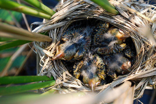 Red-Winged Blackbird babies in a nest beginning to grow feathers