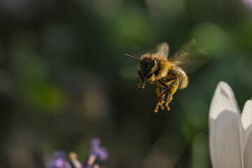 Close-up of bees pollinating crocuses in a park in Wiesbaden