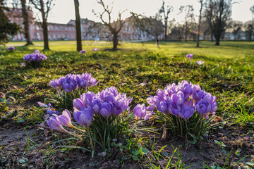 Purple crocuses as a sign of the coming spring in Wiesbaden's park